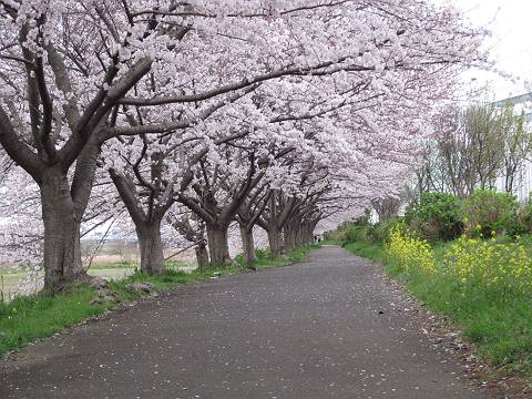 厚木公園 通称はとぽっぽ公園 他 桜 サクラ さくら Sakura 厚木市のスポット２ 関東近郊の温泉施設情報と各地の一之宮を中心とした神社情報サイト